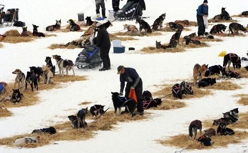634994780185208130 Giải đua chó   Iditarod Trail Sled Dog Race 2013 tại Alaska.