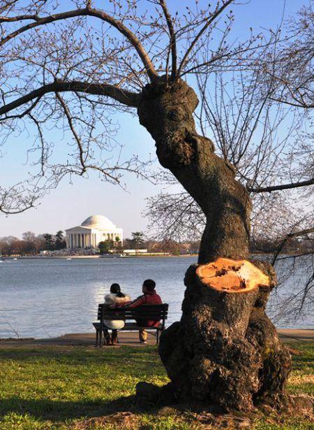 635003282998559875 Thủ đô nước Mỹ trước ngày hoa anh đào nở ven hồ Tidal Basin