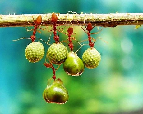 635013633840307610 Những tác phẩm trong vòng chung kết Smithsonian Magazine Photography 