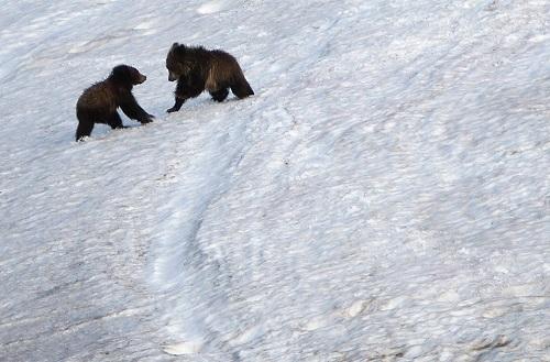 Hình ảnh công viên quốc gia Yellowstone 635042846297134195 Hình ảnh công viên quốc gia Yellowstone