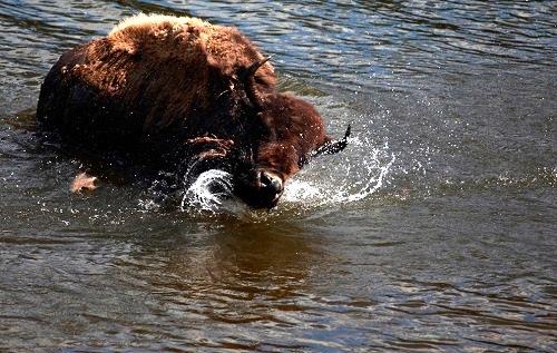 635042846331809710 Hình ảnh công viên quốc gia Yellowstone