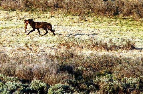 635042846366797705 Hình ảnh công viên quốc gia Yellowstone