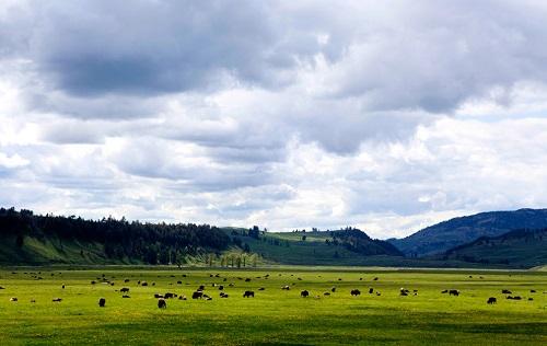 Hình ảnh công viên quốc gia Yellowstone 635042846425172875 Hình ảnh công viên quốc gia Yellowstone