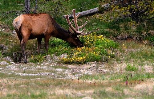 635042846456723590 Hình ảnh công viên quốc gia Yellowstone