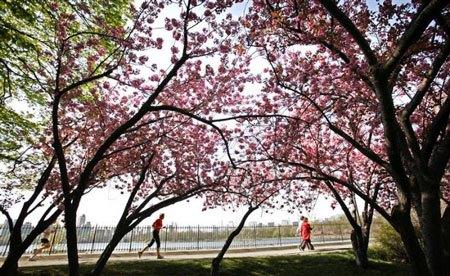 Cảnh sắc 4 mùa trong Công viên Trung tâm (Central Park) 635067823267961200 Cảnh sắc 4 mùa trong Công viên Trung tâm (Central Park)
