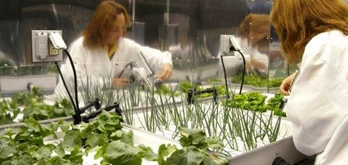 635150728120718525 NASA thử nghiệm trồng rau xanh trên vũ trụ