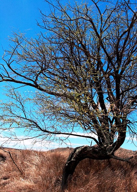 635406646526177870 Đỉnh Kim Cương (Diamond Head) ở Hawaii 