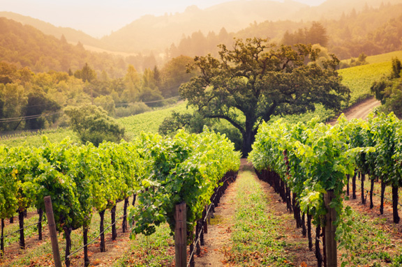 Tour du lịch trong 7 ngày Napa Valley Xứ sở làm say lòng người Napa 2012 01 31 Tour du lịch trong 7 ngày Napa Valley Xứ sở làm say lòng người
