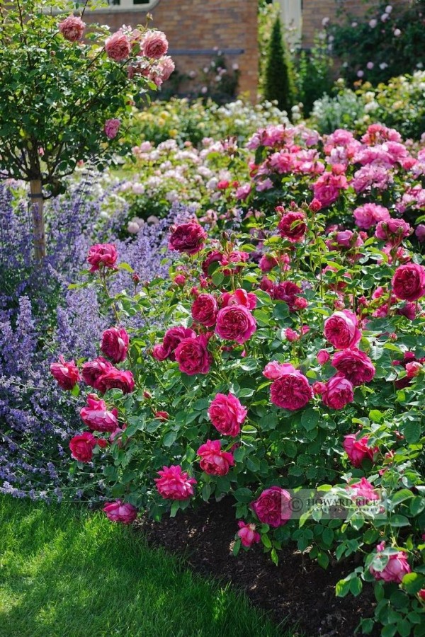 2092ef3c42fcd06e5ee9e730f68207c4 600x900 Thiết kế vườn hoa hồng độc đáo và thơm ngát ngay trong khu vườn nhà bạn