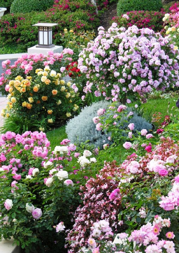 8f6acc34c6a8084f8561bac9034fe0e8 Thiết kế vườn hoa hồng độc đáo và thơm ngát ngay trong khu vườn nhà bạn
