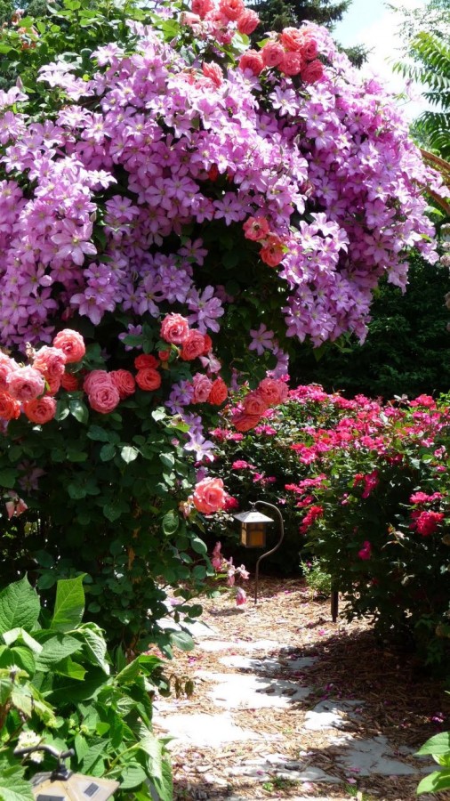 adfc647f2ab4307e2b0448c554d6069b 506x900 Thiết kế vườn hoa hồng độc đáo và thơm ngát ngay trong khu vườn nhà bạn