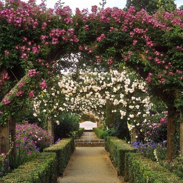 b2a3a85cb2faf0a8c73e579f6b6d8a77 600x600 Thiết kế vườn hoa hồng độc đáo và thơm ngát ngay trong khu vườn nhà bạn